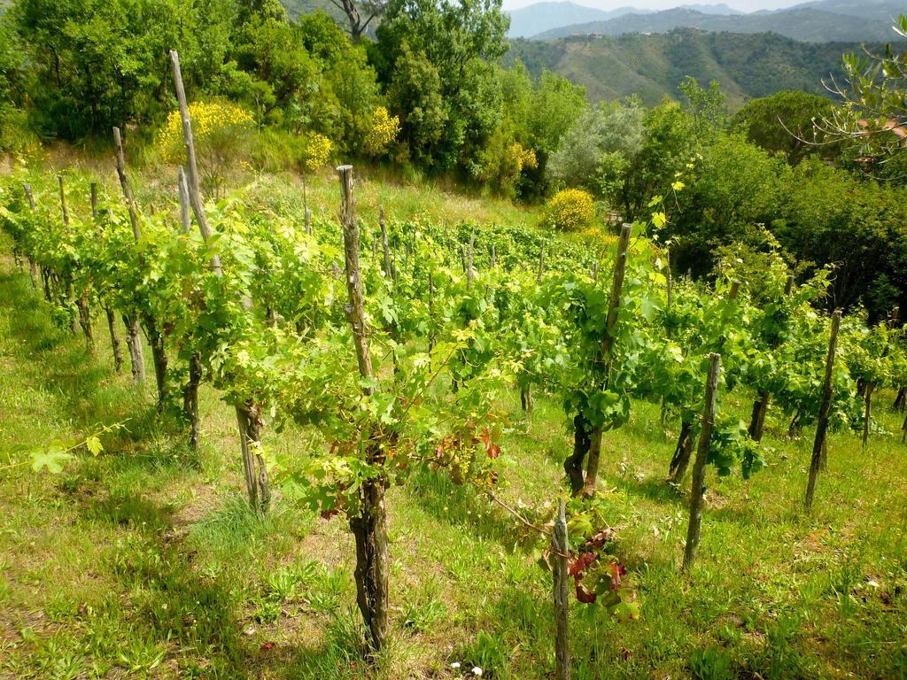 مبيت وإفطار Sessa Cilento Benvenuti Nel Sud المظهر الخارجي الصورة